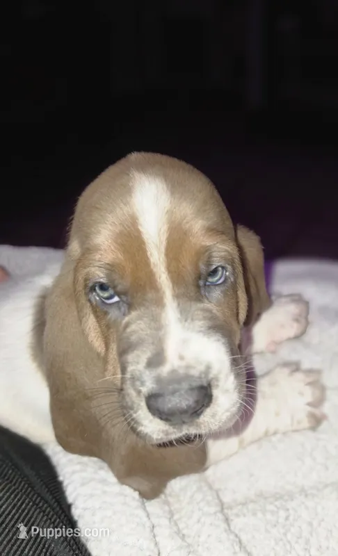 💙 Taking Deposits! Male Basset Hound – Basset Hound puppy for sale in Deltona, FL