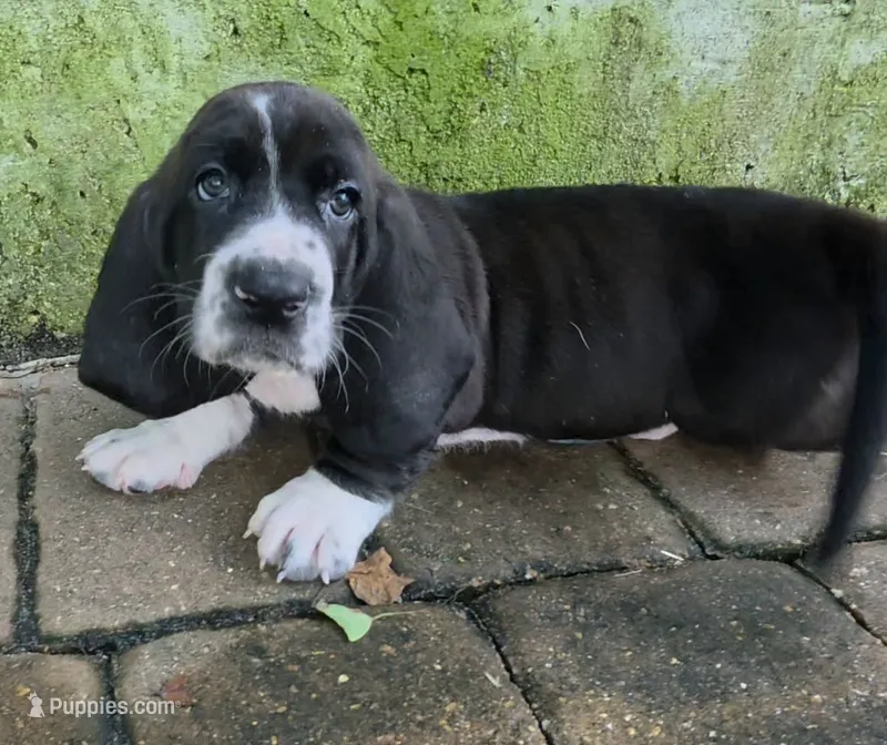 💙 10/22 Beautiful Black Male. Basset hound – Basset Hound puppy for sale in Deltona, FL