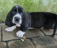 💙 10/22 Beautiful Black Male. Basset hound, a male Basset Hound for sale in Deltona, FL – 1 of 10
