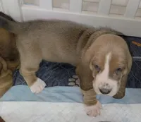 Beautiful Female Basset Hound, a female Basset Hound for sale in Deltona, FL – 4 of 7