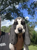 🩷 10/22 TAKING DEPOSITS, a female Basset Hound for sale in Deltona, FL – 1 of 10