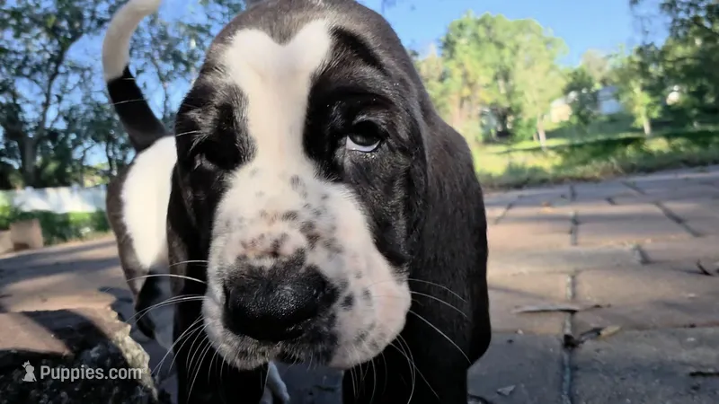 🩷 READY 10/22 Beautiful Female – Basset Hound puppy for sale in Deltona, FL