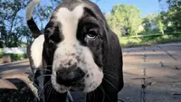 🩷 READY 10/22 Beautiful Female, a female Basset Hound for sale in Deltona, FL – 1 of 10