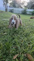 🩷🩷READY THIS WEEK Sweet as Honey!, a female Basset Hound for sale in Deltona, FL – 10 of 10