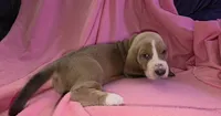 Beautiful Female Basset Hound, a female Basset Hound for sale in Deltona, FL – 3 of 7