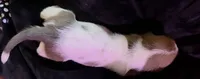 Unique Spotted White and brown- Male Basset Hound, a male Basset Hound for sale in Deltona, FL – 3 of 8