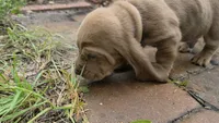 Isnt He Lovely! Brown/Tan Male Basset Hound, a male Basset Hound for sale in Deltona, FL – 3 of 10