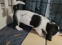 Black & White Female 10/22, a female Basset Hound for sale in Deltona, FL – 4 of 10