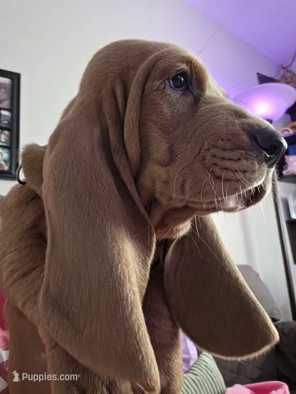 💙10/22 EARS Eyes & Snuggles!  Tan Male – Basset Hound puppy for sale in Deltona, FL