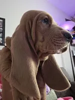 💙10/23 Home!  Tan Male, a male Basset Hound for sale in Deltona, FL – 2 of 10