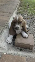 💙 Ready 10/23! Male Basset Hound, a male Basset Hound for sale in Deltona, FL – 7 of 10