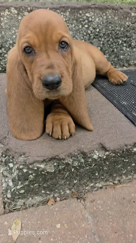 🩷 HOME on 10/22! Female – Basset Hound puppy for sale in Deltona, FL