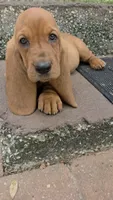 🩷 HOME on 10/23! Female, a male Basset Hound for sale in Deltona, FL – 5 of 9