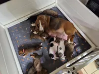 Adorable Brown/Tan Male Basset Hound, a male Basset Hound for sale in Deltona, FL – 4 of 8