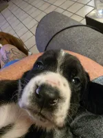 Black & white male Basset Handsome Boy!, a male Basset Hound for sale in Deltona, FL – 5 of 8