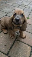10/22 🩵 Mr Smooth!  Male  Basset Hound, a male Basset Hound for sale in Deltona, FL – 1 of 10