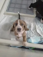 🩷🩷READY NEXT WEEK Sweet as Honey!, a female Basset Hound for sale in Deltona, FL – 6 of 10