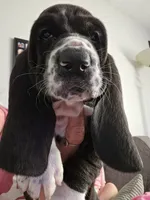 💙 READY 10/22 Taking Deposits Male. Basset hound, a male Basset Hound for sale in Deltona, FL – 2 of 10