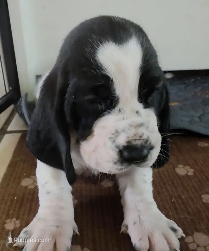Black & White Female 10/22 – Basset Hound puppy for sale in Deltona, FL