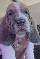 Unique Spotted White and brown- Male Basset Hound, a male Basset Hound for sale in Deltona, FL – 1 of 8