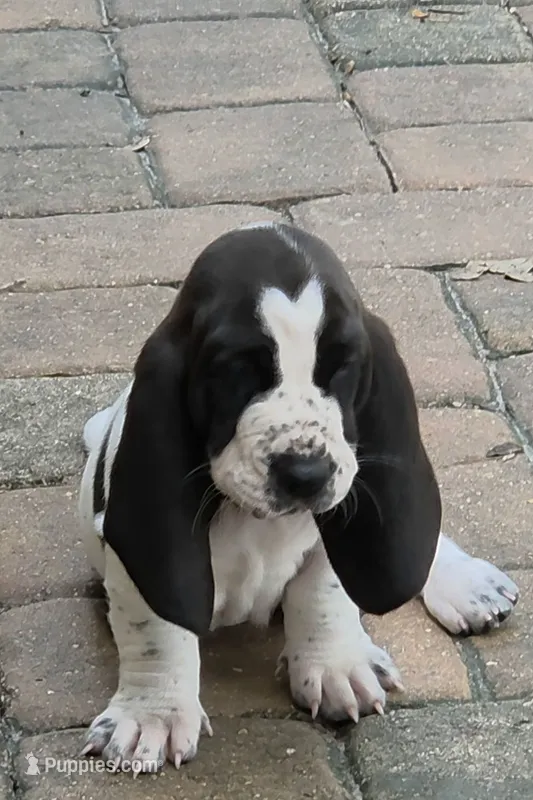 🩷 READY 10/22 TAKING DEPOSITS – Basset Hound puppy for sale in Deltona, FL