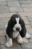 🩷 READY 10/22 TAKING DEPOSITS, a female Basset Hound for sale in Deltona, FL – 1 of 10