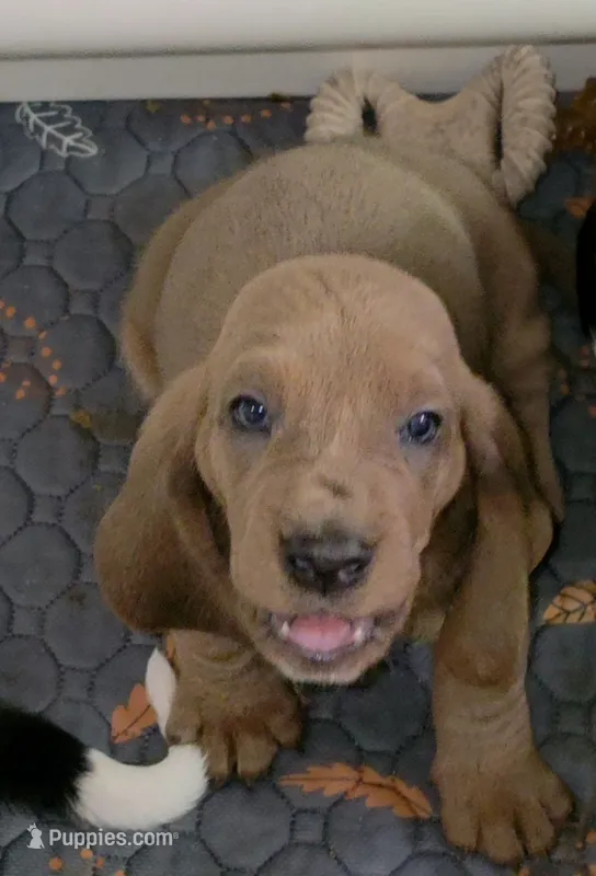 Adorable Brown/Tan Male Basset Hound – Basset Hound puppy for sale in Deltona, FL
