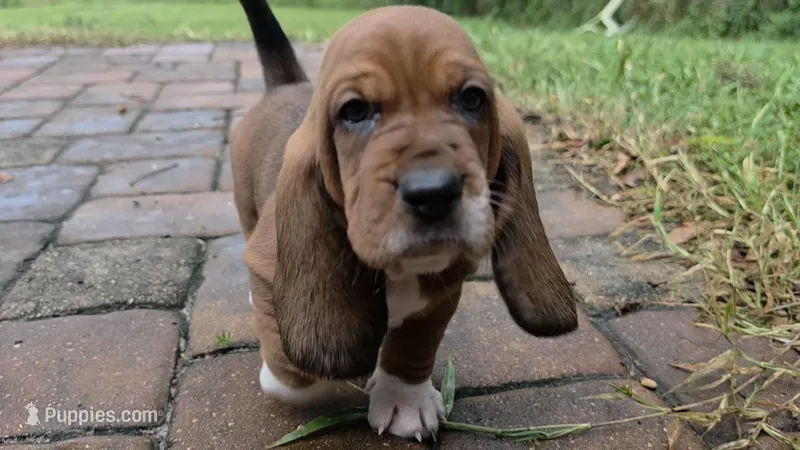 Gorgeous Male Basset Hound – Basset Hound puppy for sale in Deltona, FL