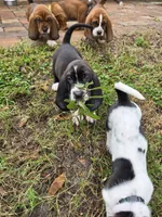 💙 10/22 Beautiful Black Male. Basset hound, a male Basset Hound for sale in Deltona, FL – 3 of 10