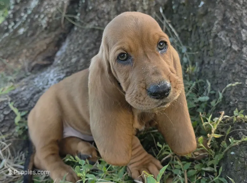 🩷 HOME on 10/23! Female – Basset Hound puppy for sale in Deltona, FL