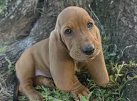 🩷 HOME on 10/23! Female, a male Basset Hound for sale in Deltona, FL – 1 of 9