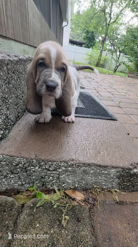 💙 Unique Male Basset Hound – Basset Hound puppy for sale in Deltona, FL