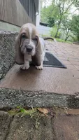 💙 Taking Deposits! Male Basset Hound, a male Basset Hound for sale in Deltona, FL – 3 of 10