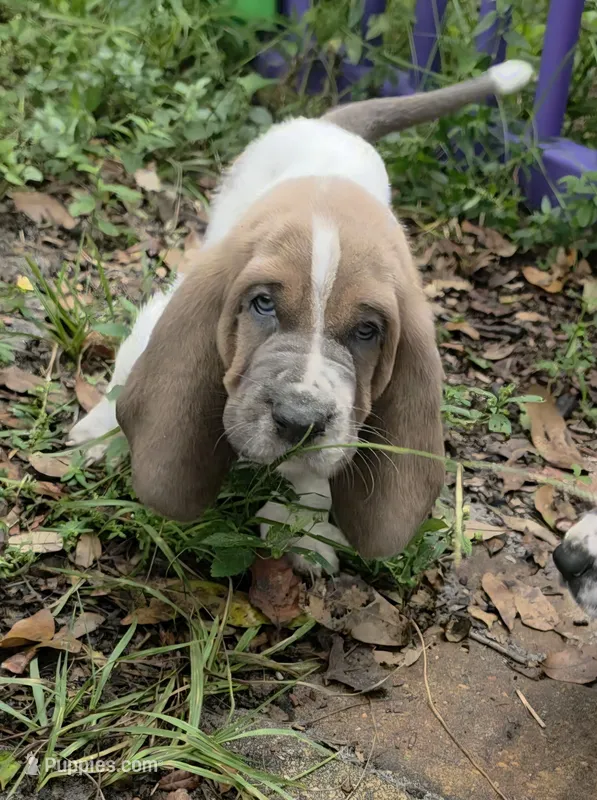 💙 Unique Male Basset Hound – Basset Hound puppy for sale in Deltona, FL