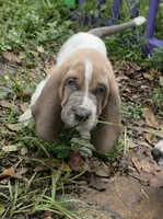 💙 Taking Deposits! Male Basset Hound, a male Basset Hound for sale in Deltona, FL – 1 of 10