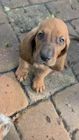 10/22 🩵 SWEETNESS IS MY SUPERPOWER!  Male, a male Basset Hound for sale in Deltona, FL – 2 of 10