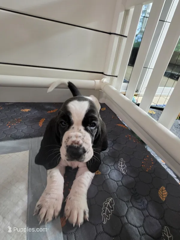 Black & White Female 10/22 – Basset Hound puppy for sale in Deltona, FL