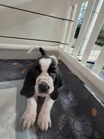 🩷 HEART ON HER HEAD Female 10/22, a female Basset Hound for sale in Deltona, FL – 1 of 9