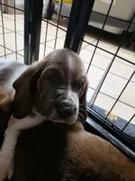 Unique Male Basset Hound, a male Basset Hound for sale in Deltona, FL – 10 of 10