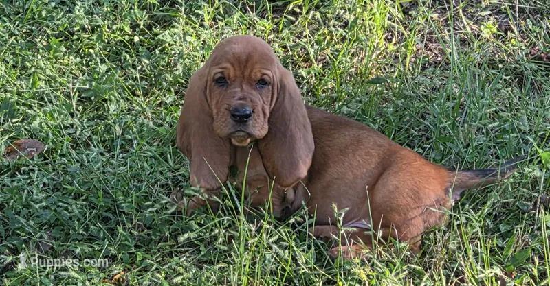 🩷 HOME on 10/22! Female – Basset Hound puppy for sale in Deltona, FL