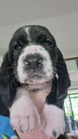 Black & white male Basset Handsome Boy!, a male Basset Hound for sale in Deltona, FL – 1 of 8