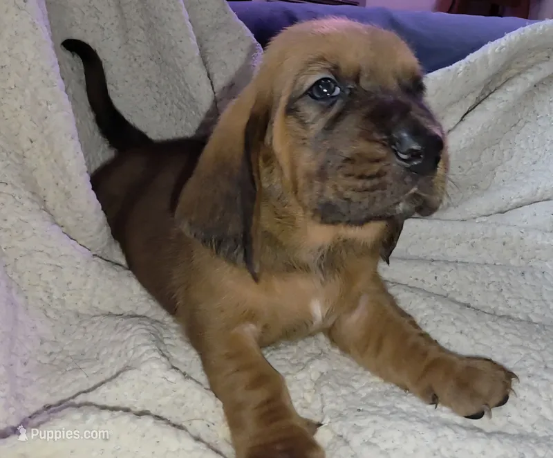 MALE Basset! Biggest in the litter. – Basset Hound puppy for sale in Deltona, FL
