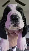 Black & White Female 10/22, a female Basset Hound for sale in Deltona, FL – 2 of 10