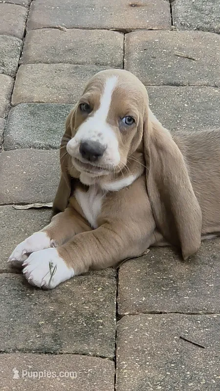 🩷🩷READY NEXT WEEK Sweet as Honey! – Basset Hound puppy for sale in Deltona, FL