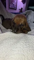 MALE Basset! Biggest in the litter., a male Basset Hound for sale in Deltona, FL – 2 of 8