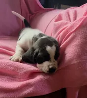 Black & White Female 10/22, a female Basset Hound for sale in Deltona, FL – 7 of 10
