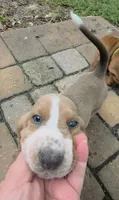 🩷🩷READY NEXT WEEK Sweet as Honey!, a female Basset Hound for sale in Deltona, FL – 3 of 10