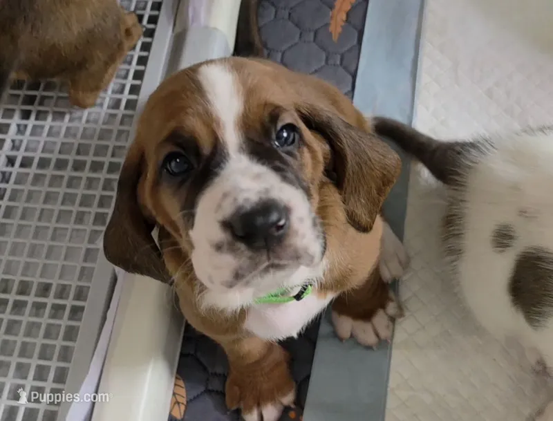 Beautiful Basset Hound Female – Basset Hound puppy for sale in Deltona, FL