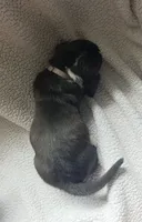 Black & white male Basset Handsome Boy!, a male Basset Hound for sale in Deltona, FL – 4 of 8