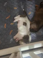 Unique Spotted White and brown- Male Basset Hound, a male Basset Hound for sale in Deltona, FL – 6 of 8